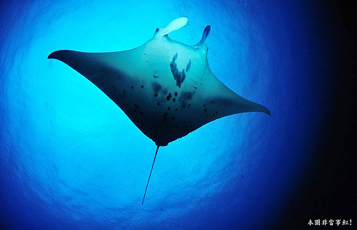 捕獲鬼蝠魟將外銷?  漁業署：不會發許可