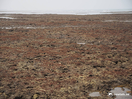 直擊7000年歷史台灣稀有藻礁  紅色海藻附岩脊10年才長1公分
