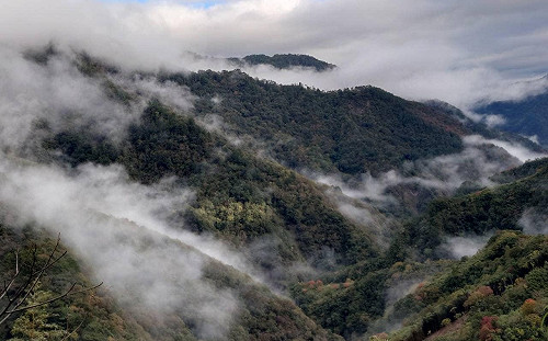 楓葉紅了！新竹霞喀羅進入賞楓旺季 週末入山採總量管制