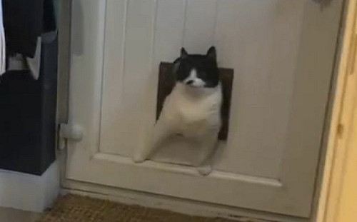 黑白貓吃得滿身福氣!走喵門「肉肉全卡住」:快救救我