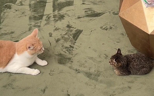 先住貓想偷襲！牠用1招反將一軍