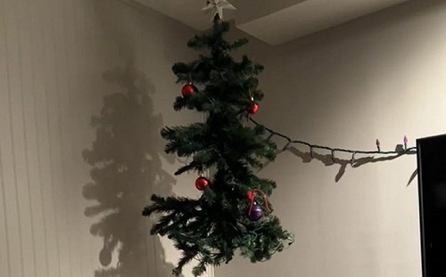 聖誕樹掛天上！貓當大型逗貓棒玩瘋