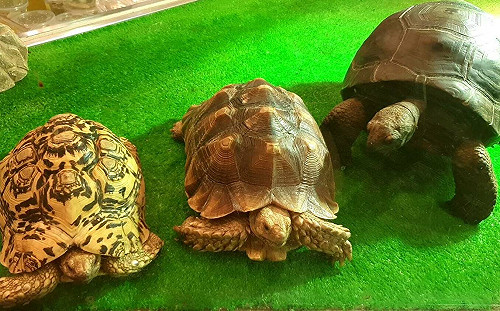 新北毛寶貝生命園區推特殊寵物照護課程 龜兔飼主秒變專家