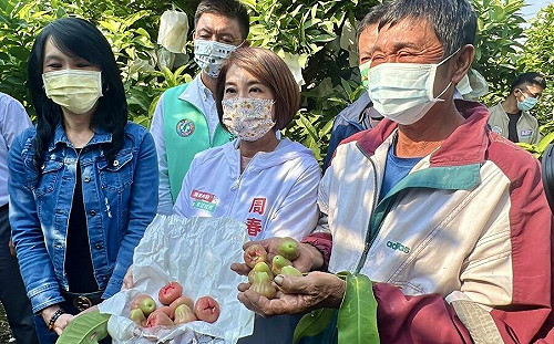 屏東蓮霧低溫落果嚴重 周春米上任先勘災指示普查