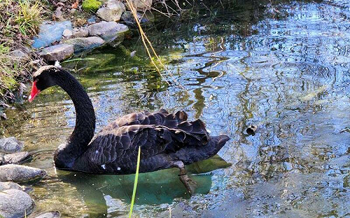 武陵農場變身冰凍世界！天鵝湖上演 「黑天鵝」破冰前行
