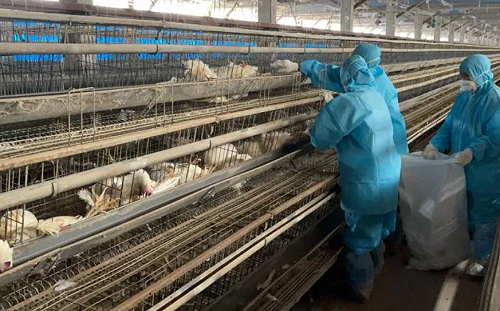 「禽」況緊急！H5N1、H5N2 亞型入侵彰化 撲殺近 4.3 萬雞鴨