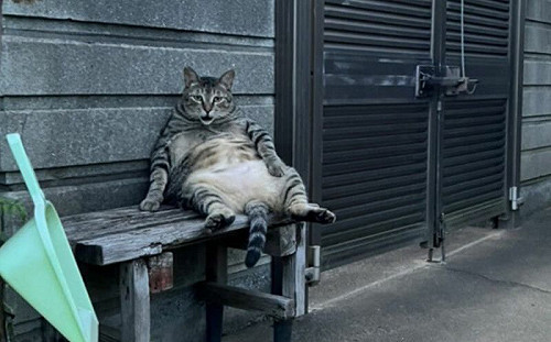 貓大爺坐門口！坦肚扶椅悠閒招呼