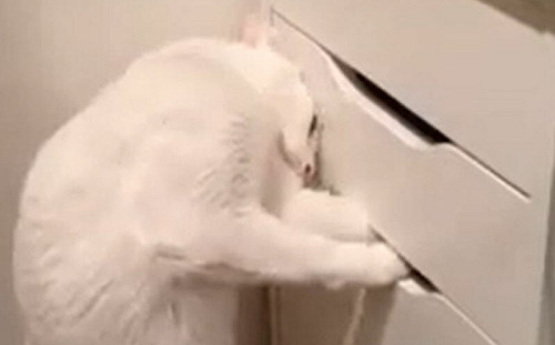 抽屜藏零食！白貓鎖定目標全力猛掏