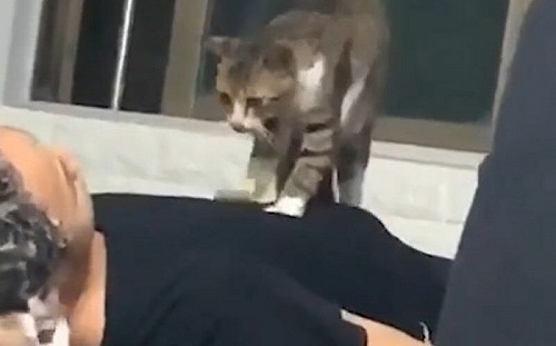 美容院藏喵員工！洗髮邊享踏踏按摩