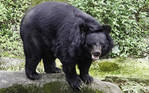 野放又觸陷阱！臺灣黑熊個體數少