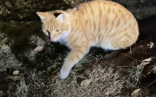 浪橘突伸掌指引！女順著看驚見鈔票