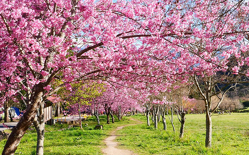 武陵夢幻櫻花海2/7登場！賞櫻4大交通疏運措施這裡看