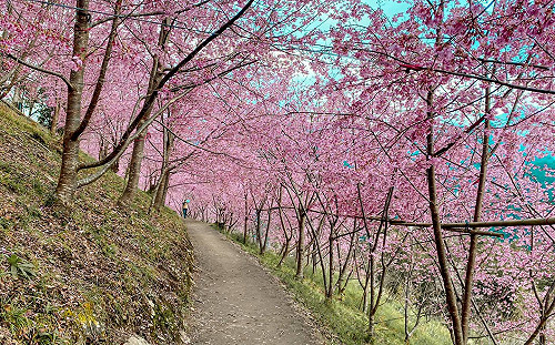 感受春季浪漫！司馬庫斯櫻花季登場  汽機車通行證1/15開放申請