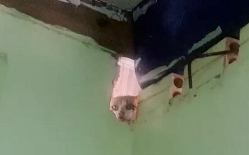 (影)貓貓也想聽！從房間破洞窺探家人