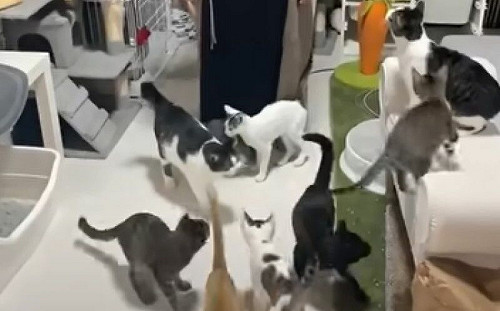 人學母貓叫！全場小貓一聽暴動了