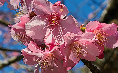 賞櫻不用到日本！  桃源寶山櫻花季1/14開跑