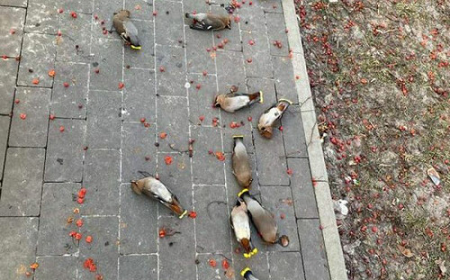 公園滿地鳥是生態浩劫？真實原因曝