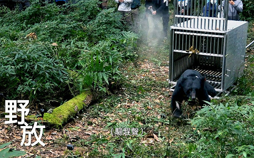 播映《一隻臺灣黑熊之死》 參山處送喔熊頸枕籲共同保護山林