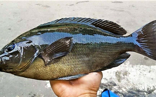 大寒將至 新北漁業處推薦嘗鮮黑毛魚正當食