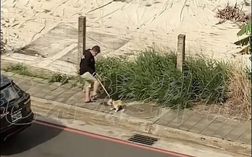 飼主腳踢拋甩寵物犬　新北動保處追查究責列黑名單再罰8萬元