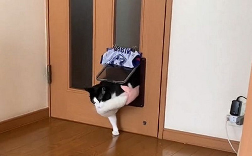 貓硬叼床墊進門！戲劇性滑倒笑爆網