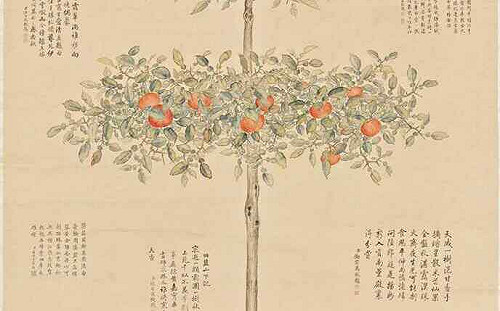 故宮南院兔年新春連假天天開放 賞橘大吉大利