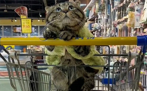 貓寶寶陪買菜！手扶購物車萌臉懇求