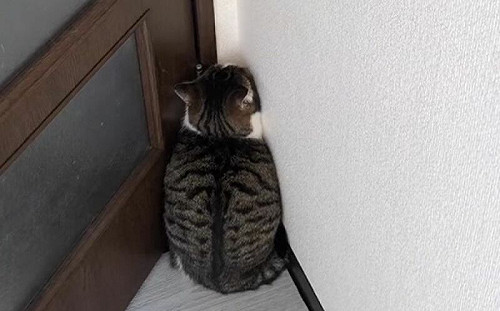 你看不到我！貓咪躲牆角強制隱形