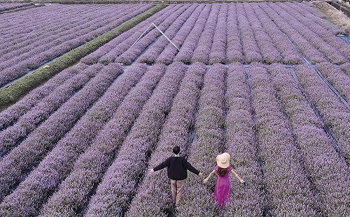 春節新竹走透透！風城五大農遊觀光這樣GO