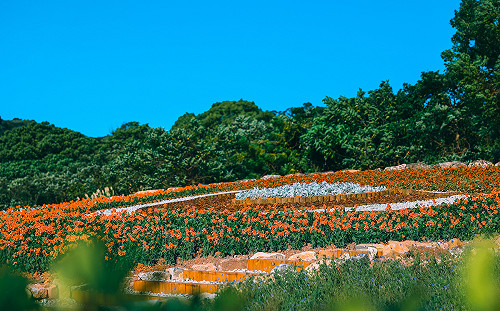 不輸日本富良野！北投三層崎花海迎春換新妝