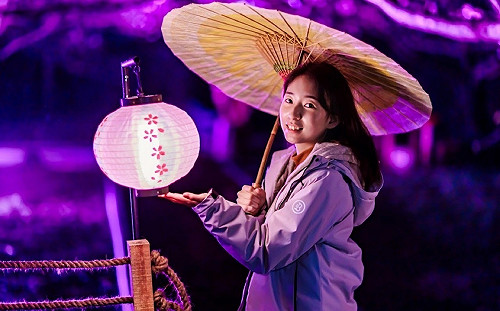 新北淡水天元宮18日夜櫻點燈 櫻花秘境首度公開