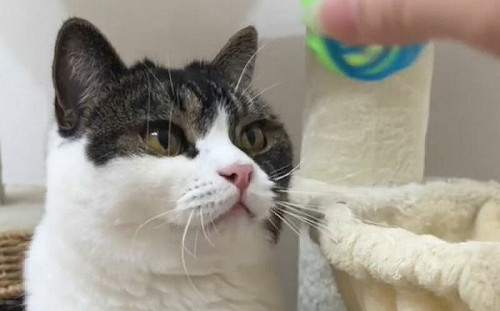 貓玩球技巧很新穎？網：把自己當人