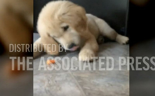 萌汪被小小紅蘿蔔戲弄！吃半天崩潰