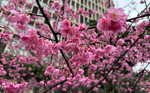 走春必去新北汐止康誥坑溪 夜櫻搶先曝光！