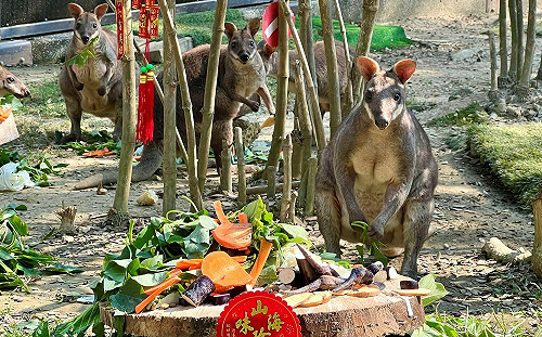 壽山動物園除夕圍爐加菜  動物吃播萌樣大公開