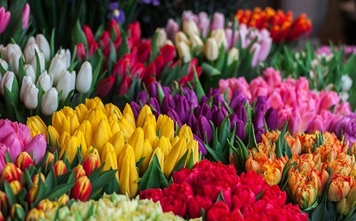 年初一要開運！玄關擺鮮花可招桃花