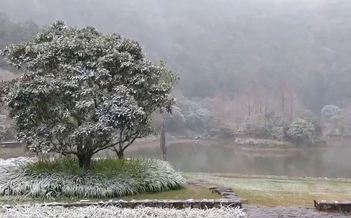 寒流追雪去！宜蘭明池、南橫變身雪白世界
