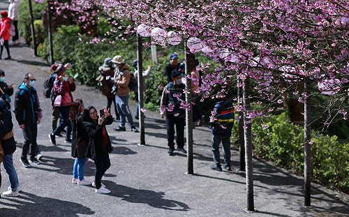 侯友宜初四走春 邀大家到浪漫粉系天元宮賞花追櫻