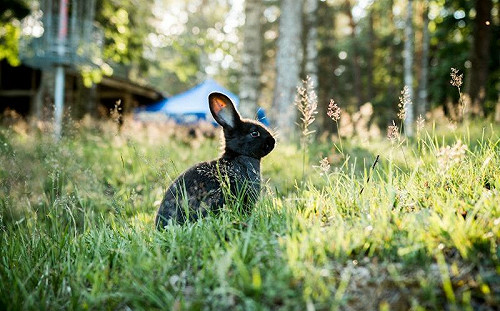 5生肖兔年犯太歲！專家曝化解法