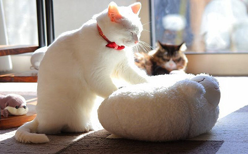 (影)貓趴下成白玉糰子！下方視角公開