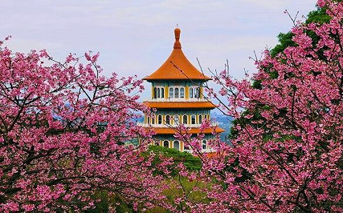 4秘境拍美照！天元宮櫻花季湧人潮