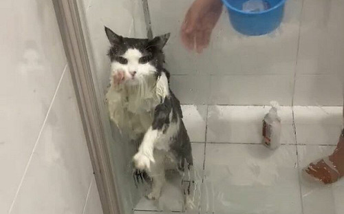 厭澡貓想破牆逃離！最終結局淒涼