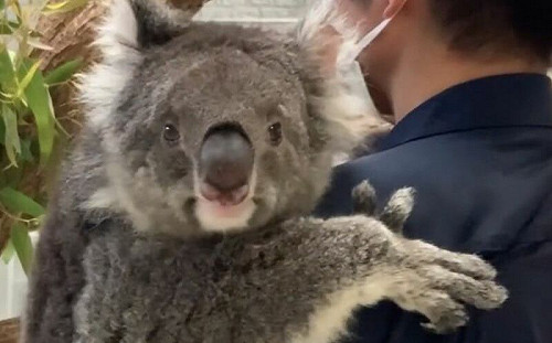 (影)抱無尾熊是件嚴肅工作！可愛原因曝