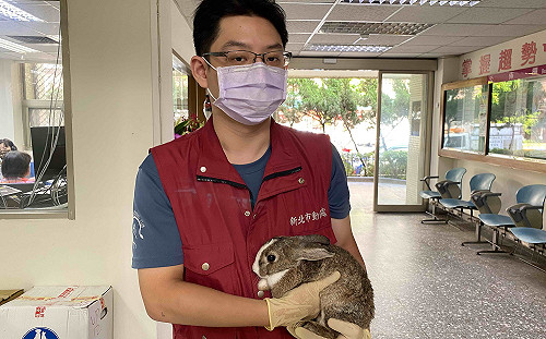 兔年到！新北動保處公布養兔基礎指引  籲先懂牠再養牠
