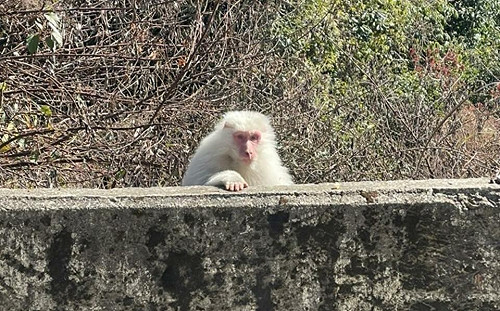 驚見梨山白色獼猴超幸運！參山處：20萬分之1的機率