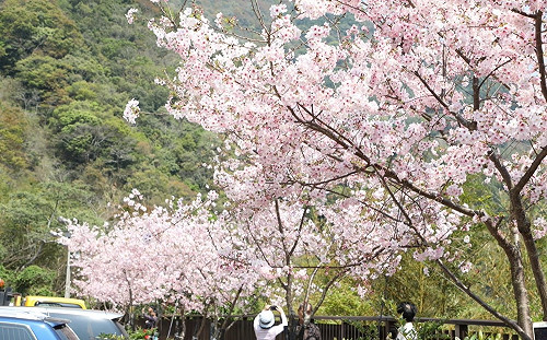 感受粉紅色浪漫！北橫櫻花季開跑  賞櫻攻略一圖收藏