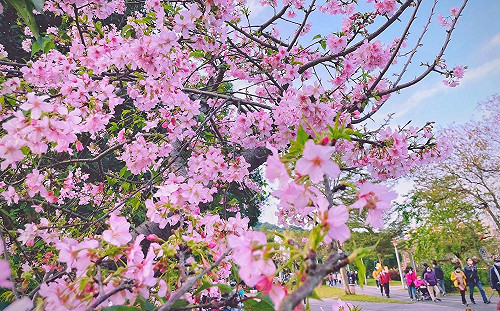 不用跑日本！新店陽光運動公園河津櫻綻放 感受限定浪漫
