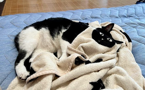 黑白貓蓋毯子換臉了！網笑：無違和