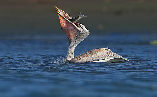遠道而來的嬌客 卷羽鵜鶘現身新北板橋華江河濱公園 
