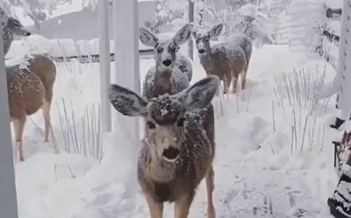 救一頭受傷鹿！冬天牠主動結伴探訪
